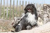 PETIT CHIEN LION 063